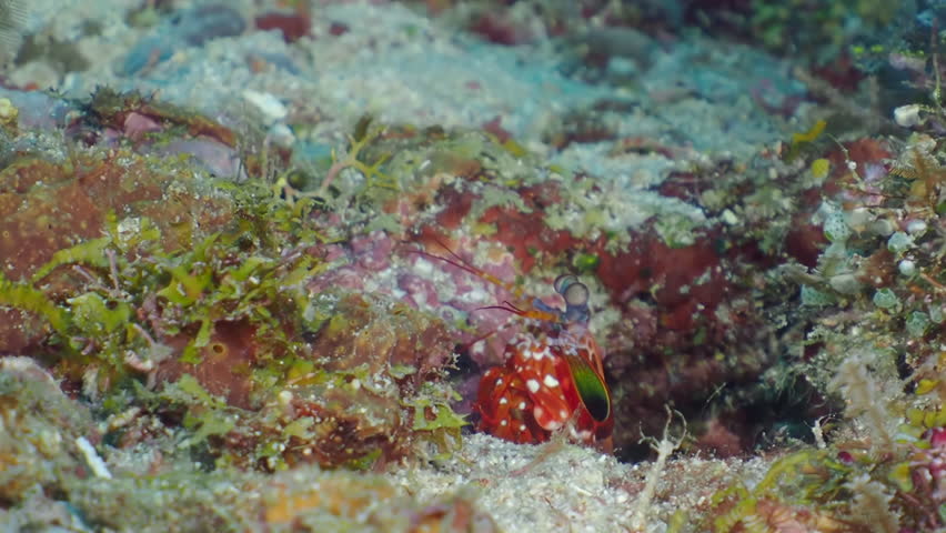 Mantis shrimp close-up. Shrimp hiding on a seabed in rocks overgrown by corals. Royalty-Free Stock Footage #1101906395