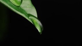 water droplets flowing on green leaf and dark background, macro shot. - Powered by Shutterstock - Get 15% off with code: PIKWIZARD15