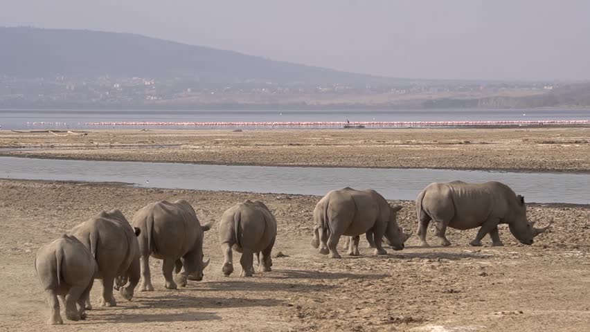 
A group of seven rhinos make a line following the leader to a waterhole. Royalty-Free Stock Footage #1101909533