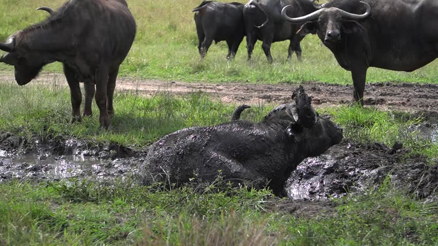 
A buffalo rolls around in a mud bath.