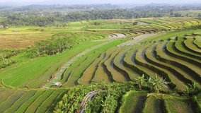 Bird eye drone shot of green agricultural rice field - Rural landscape of Indonesia, Asia