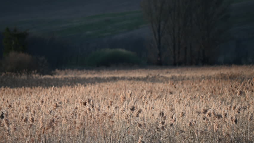 Dry reed in the wind landcape