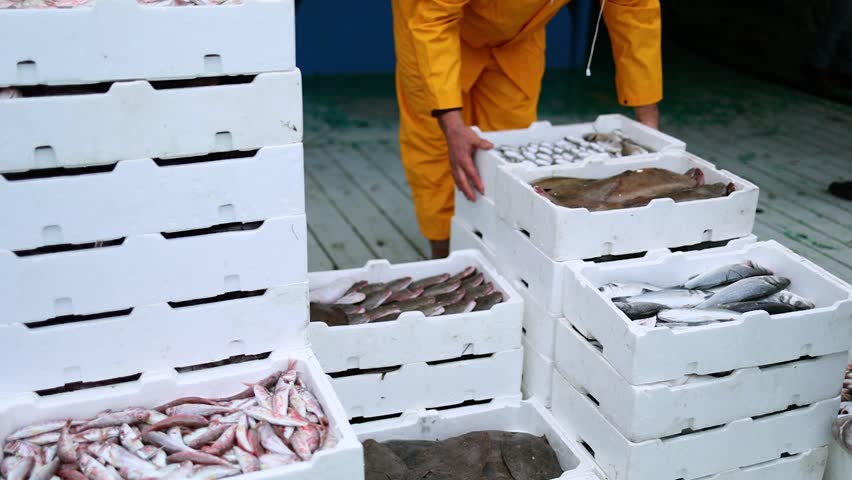 Fisherman organizes styrofoam crates of fish on dock, prepare for market