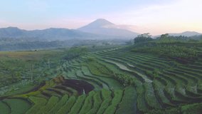 Aerial view of terraced rice field for cultivation. Green agricultural field in countryside. Agriculture concept growing rice plants in Indonesia - Nature aerial footage
