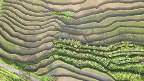 Top down view of watery rice fields. Watery rice field of early paddy plant planting process. Agriculture concept growing rice plants in Indonesia - Nature aerial footage