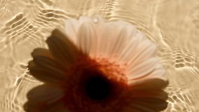 Sunflower flowers, gerbera petals flowers on water surface with drops. Splash yellow colored. Pure water with reflections sunlight and shadows. Valentines day texture. Advertising product. - Powered by Shutterstock - Get 15% off with code: PIKWIZARD15