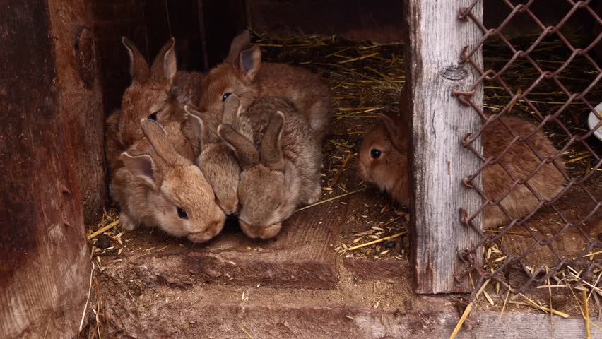 little red rabbits in a cage