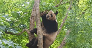 Giant Panda, ailuropoda melanoleuca, Adult standing in Tree, Real Time 4K