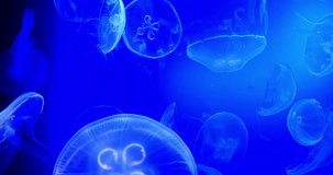 Common Jellyfish or Moon Jellyfish, urelia aurita, Group Swimming, real time 4K