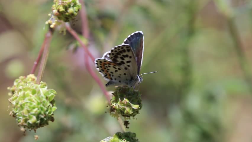 Checkered Blue (Scolitantides orion) butterfly