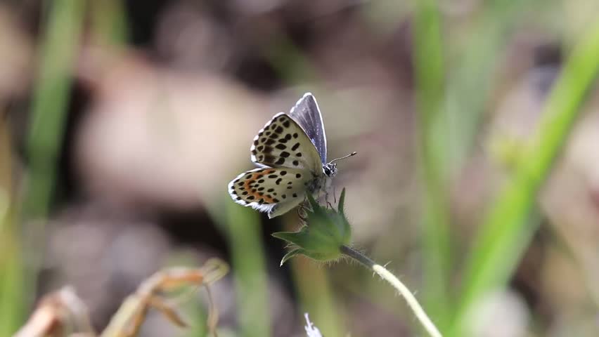 Checkered Blue (Scolitantides orion) butterfly