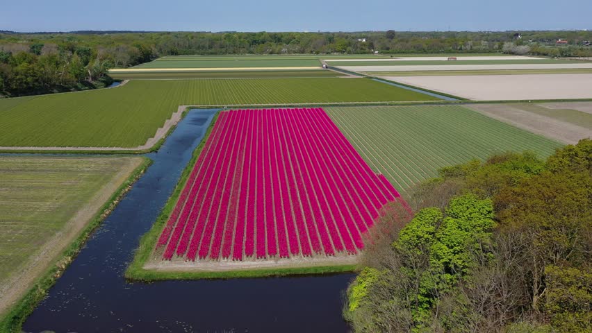 Aerial drone view colorful tulip fields on sunny day Keukenhof flower garden Lisse Netherlands. Happy kings day. High quality 4k footage