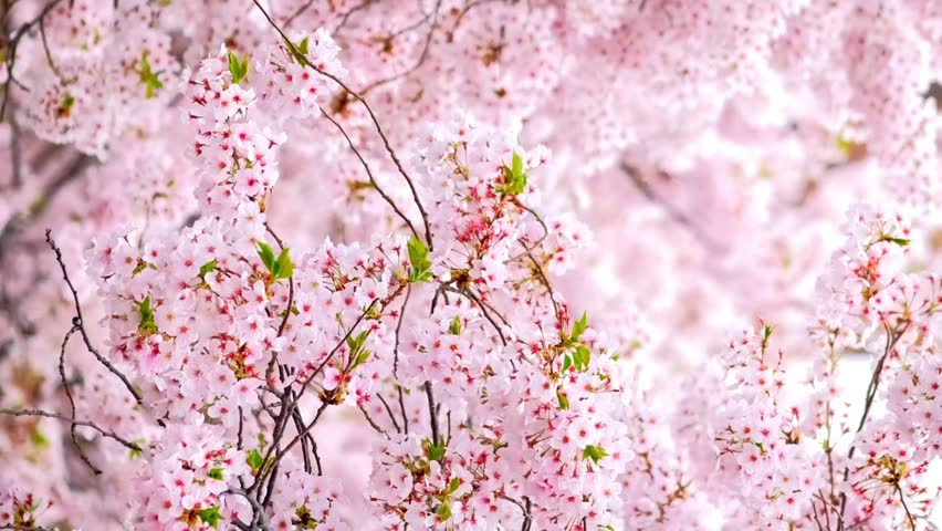 Blooming sakura cherry blossom background in spring, South Korea Royalty-Free Stock Footage #1101918855