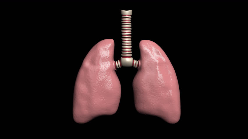 A shot of 3D lungs slowly rotating. The shot is 4K and has a built-in alpha channel for transparency, so it can be placed over any background or used as it is. | Shutterstock HD Video #1101921285