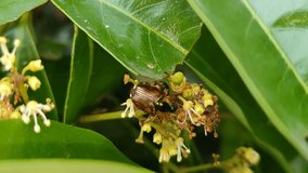 Video showing a Japanese beetle feeding on tiny flowers on a litchi tree amidst green leaves on a hazy day against natural background 
