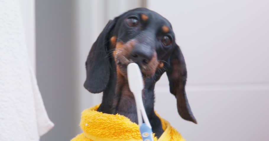 Portrait of a funny puppy in a yellow terry robe cleans his teeth with a toothbrush licks the paste with his tongue. Morning routine washing brushing teeth joke. Tartar prevention in dogs oral care Royalty-Free Stock Footage #1101923061