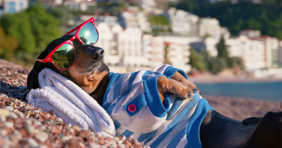 Dachshund tourist lies on sea pebble beach and enjoys sunbathing at seaside resort. Domestic dog wearing sunglasses looks around putting head on terry towel Royalty-Free Stock Footage #1101923065