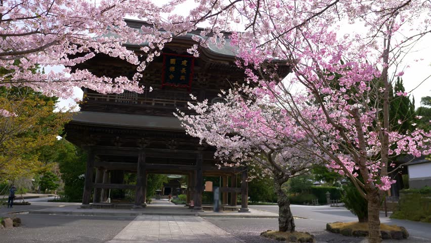 sakura trees in bloom near a historic buddhist temple in Japan, Shinto shrine gate in Kamakura with blossoming cherry trees, Japan in spring. Translation: name of the shrine is written on the gate.  Royalty-Free Stock Footage #1101923593
