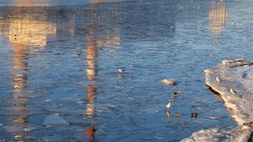 Video of seagulls flying and swimming on ice floes during ice drift on the Moscow river on the sunset. Moscow. Russia