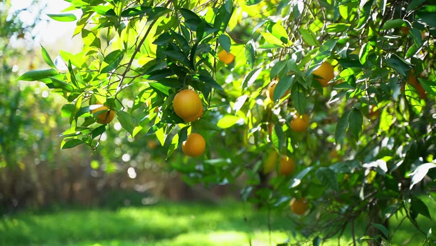 Fresh organic juicy ripe oranges hanging growing on a tree branch in the fruit garden farm orchard plantation.