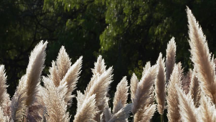 Slow motion shot of pampa grass flowers moving in the wind. San Luis, Argentina.