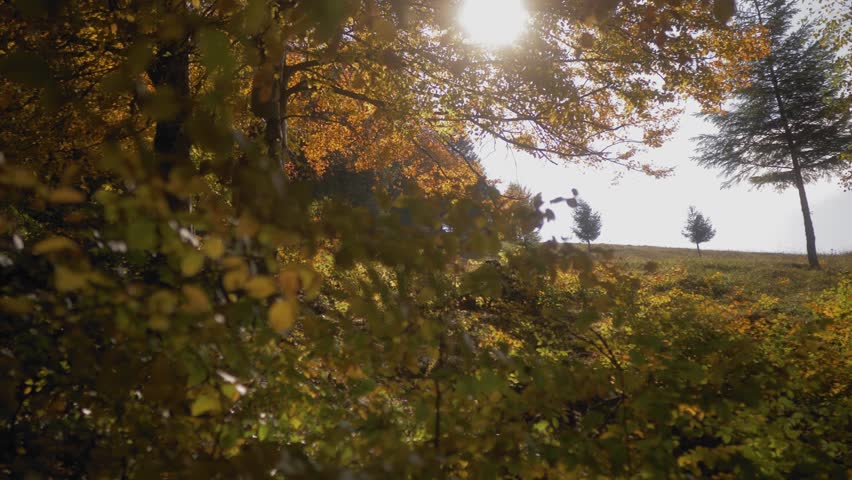 Pan right shot of a forest clearing with sun rays