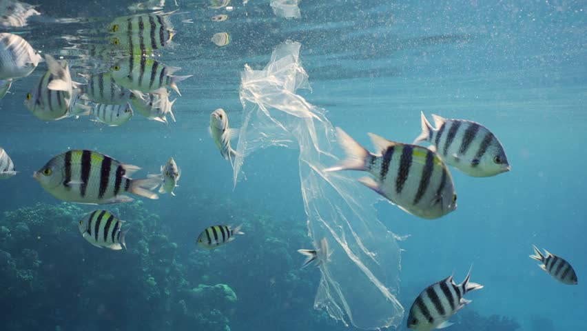 Slow motion, Shoal of Sergeant fish swims around plastic bag. Transparent plastic bag floating in blue water, school of Indo-Pacific sergeant (Abudefduf vaigiensis) floats nearby.   Royalty-Free Stock Footage #1101939475