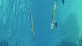 Vertical video, Sea pike swims opening mouth at cleaning station, Slow motion. Needlefish or Garfish floats with opens mouth in blue water in bright sunrays, cleaner fish clean them of parasites