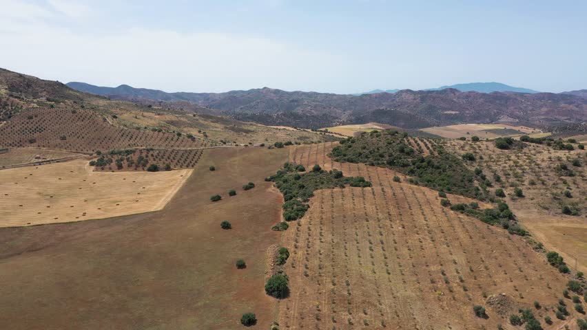 Countryside of Spain. Hills with agriculture. Olive tree farms. 
Fields of threshed wheat.  Beautiful landscape in South of Spain, Andalucía province. Drone forward 