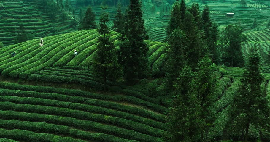 Aerial scenery of tea mountain in fresh air in early spring, a group of tea farmers are picking new tea bud in the field of Tea gardens at the foot of Mount Emei Royalty-Free Stock Footage #1101941423