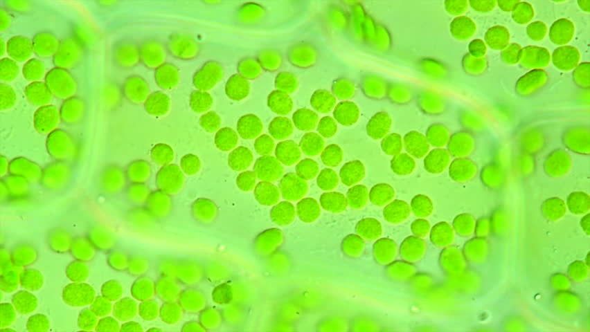 Photosynthesis under the Microscope showing magnified Chloroplasts and Chlorophyll  Royalty-Free Stock Footage #1101942513