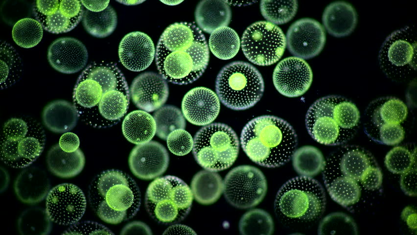 Volvox Alga under the Microscope in Darkfield showing Chlorophyll  Royalty-Free Stock Footage #1101943785