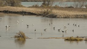 large group or flock of waders foraging in the shallow waters of the mangrove at the ras al khor wildlife sanctuary in Dubai, United Arab Emirates.