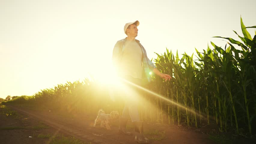 farmer walk in corn field. agriculture sunset corn business concept. farmer man with digital tablet and dog walk along cornfield at. sunlight farm agriculture crop concept. worker farmer walk Royalty-Free Stock Footage #1101944799