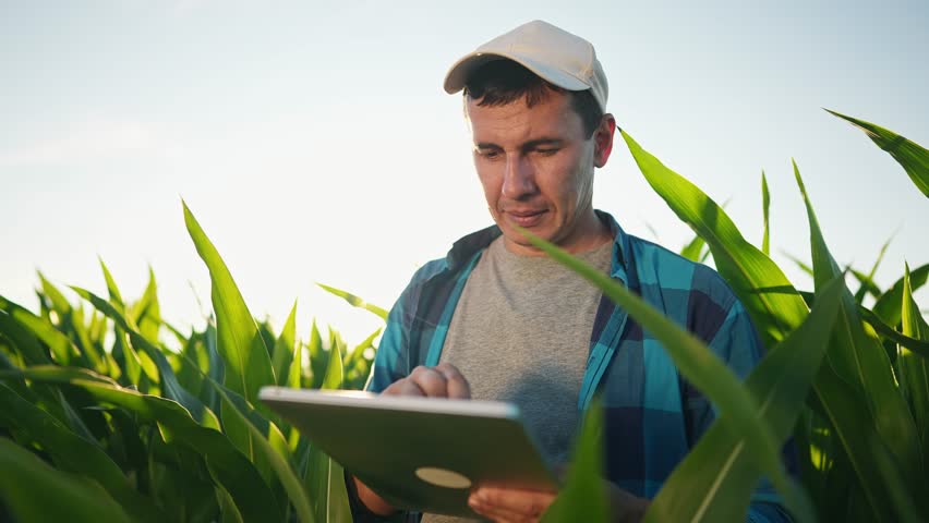 farmer in corn. agriculture business cornfield concept. man farmer with digital tablet lifestyle working in corn field at sunset. farmer examining nature corn crop. agriculture natural products Royalty-Free Stock Footage #1101944803