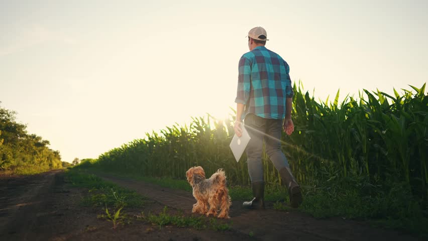 farmer walk in corn field. agriculture corn business concept. farmer man with digital tablet and dog walks along cornfield at sunset. farm agriculture crop concept. worker farmer walk sunlight Royalty-Free Stock Footage #1101944807