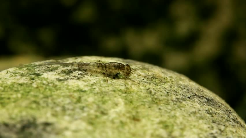 Mayfly nymph (Baetis sp.) clinging to a rock in a trout stream in fast current