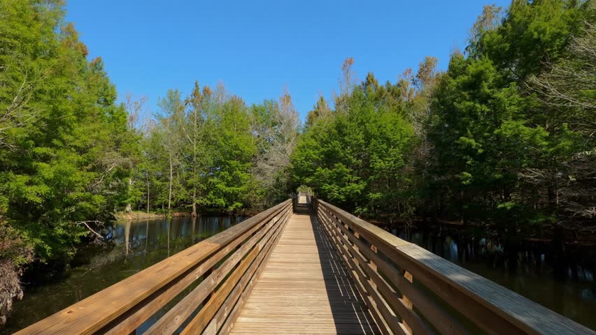 Smooth Glidecam subjective first-person point-of-view dolly walking along the boardwalk through the marsh swamp at Green Cay Wetlands, Delray Beach, Florida in a sunny afternoon under clear blue sky