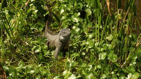 Iguana slowly crawls through the green swamp foliage in a sunny afternoon at Wakodahatchee Wetlands Nature Preserve in Delray Beach, Florida