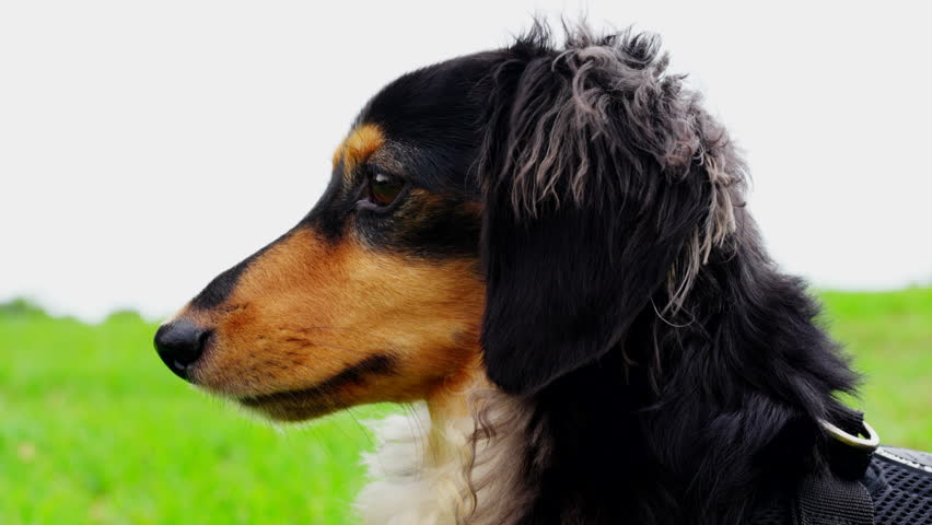 Dachshund sausage turning it