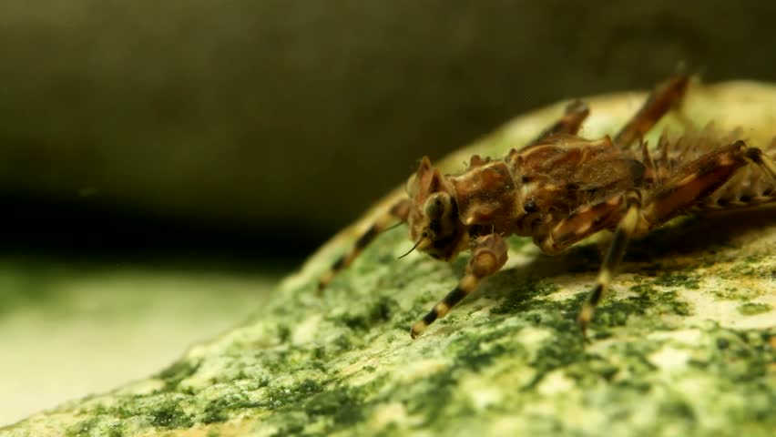 Mayfly nymph (Drunella grandis) sitting on a rock in a trout stream, side view, close-up
