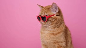 Cute red cat with red heart-shaped sunglasses sits on a pink background. Postcard with cat with space for text. Concept Valentine's Day, wedding, women's day, birthday - Powered by Shutterstock - Get 15% off with code: PIKWIZARD15