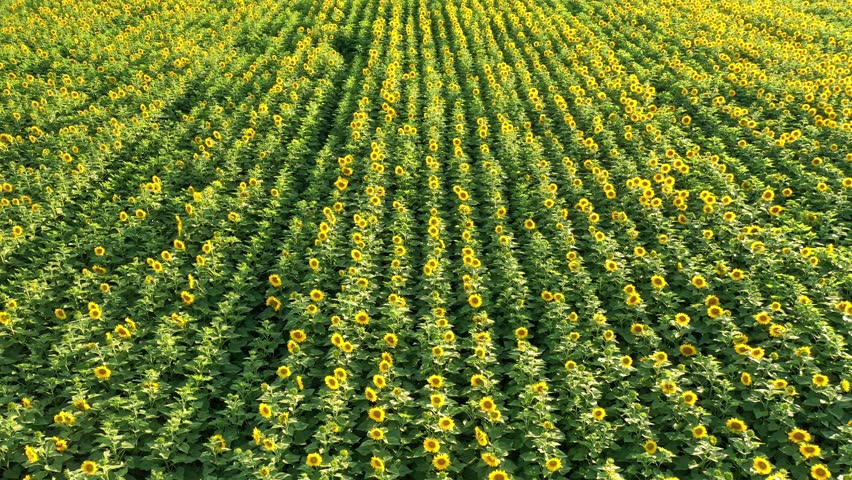 Flight over sunflower field, aerial view blooming sunflowers, Ukraine. Camera moves sideways | Shutterstock HD Video #1101959265