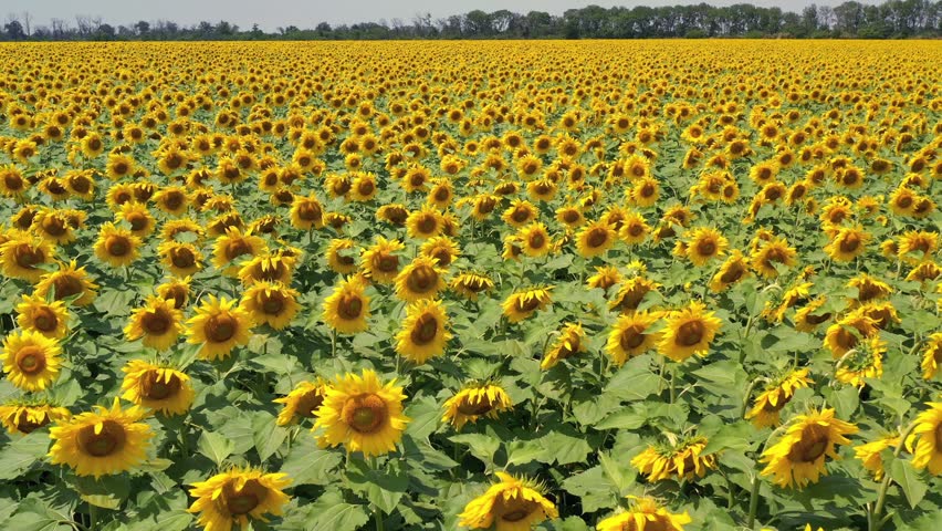 Flight over sunflower field, aerial view blooming sunflowers, Ukraine | Shutterstock HD Video #1101959267