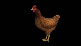 Chicken Eat 3D Animation Transparent Alpha Video