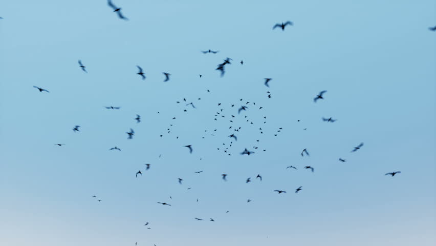 Birds Flying 3D Video Animation