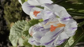 Vertical video. A honey bee flies up to the blooming white crocus flowers. In the background are other bees collecting pollen. Spring season. Pollination.