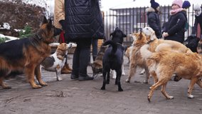 Female volunteers feeding stray dogs in a private dog shelter in front of the metal fence gate. Dog treats. High quality 4k footage - Powered by Shutterstock - Get 15% off with code: PIKWIZARD15