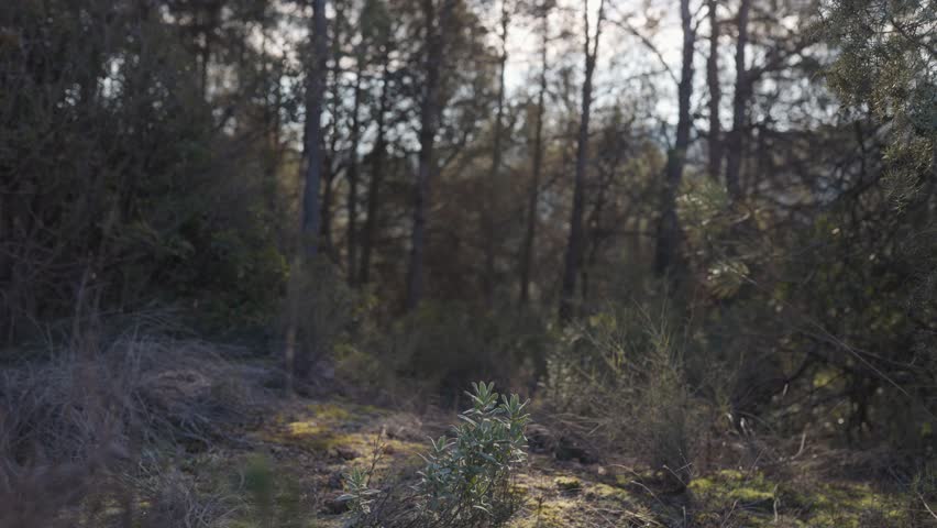 Male hunter with backpack holding shotgun while walking in the forest with his dogs.