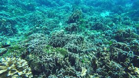 4k video underwater world of diving anemones and corals under the ocean the beauty of colorful corals marine ecosystem